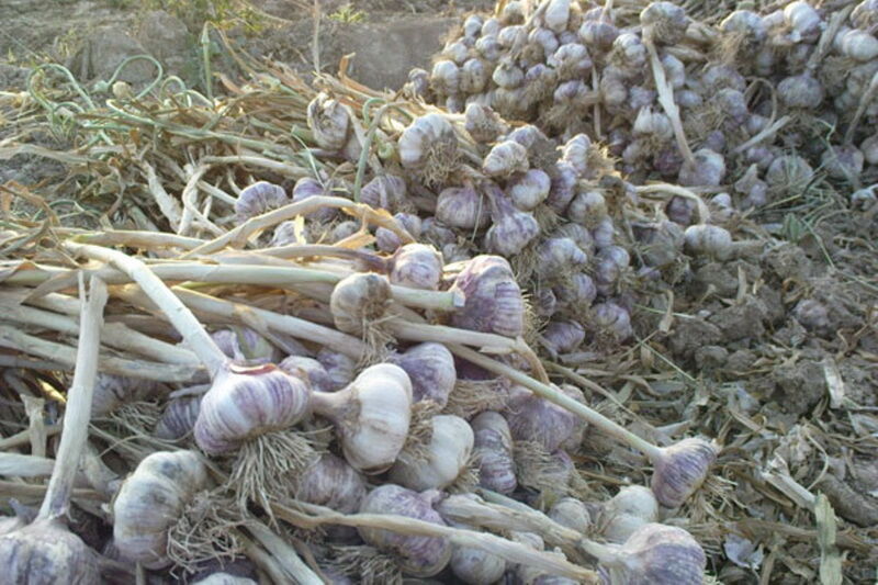 پیش بینی برداشت ۹۰ تن سیر از مزارع شهرستان مهاباد پیش بینی برداشت ۹۰ تن سیر از مزارع شهرستان مهاباد