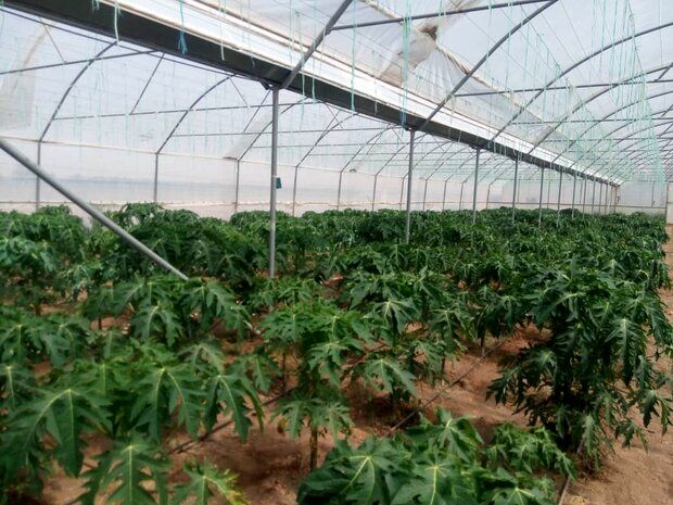 پاپایا کمی بالاتر از خط استوا پاپایا کمی بالاتر از خط استوا