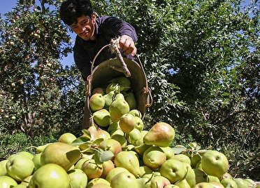 برداشت بیش از 5 هزارتن گلابی از باغات آذربایجان غربی