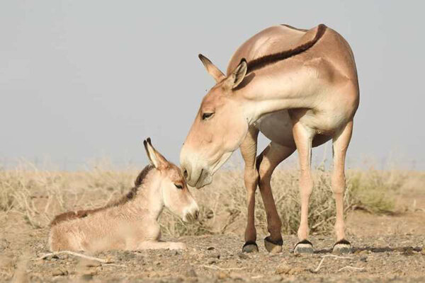 دیدی که چگونه گور ، بهرام گرفت ؟