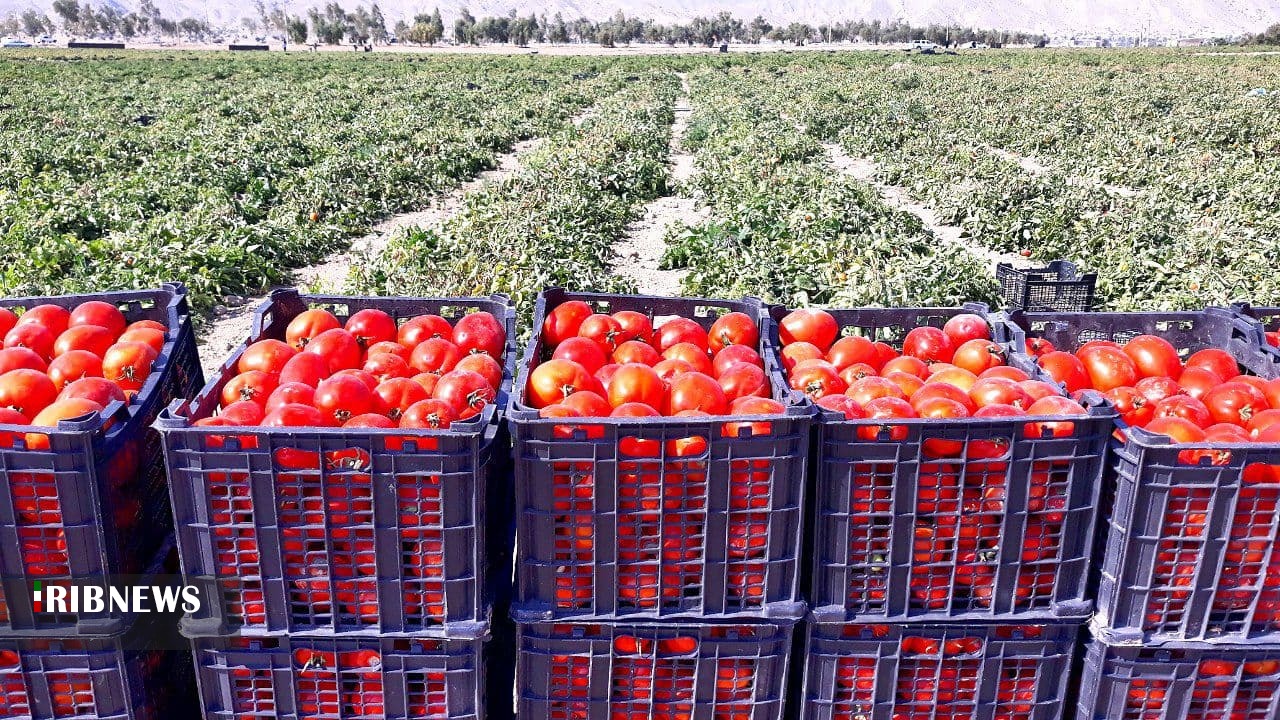 پیش‌بینی برداشت ۵۸۰ هزار تن گوجه‌فرنگی در استان بوشهر