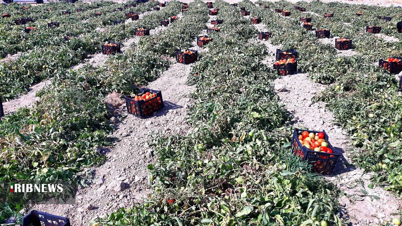 پیش‌بینی برداشت ۵۸۰ هزار تن گوجه‌فرنگی در استان بوشهر