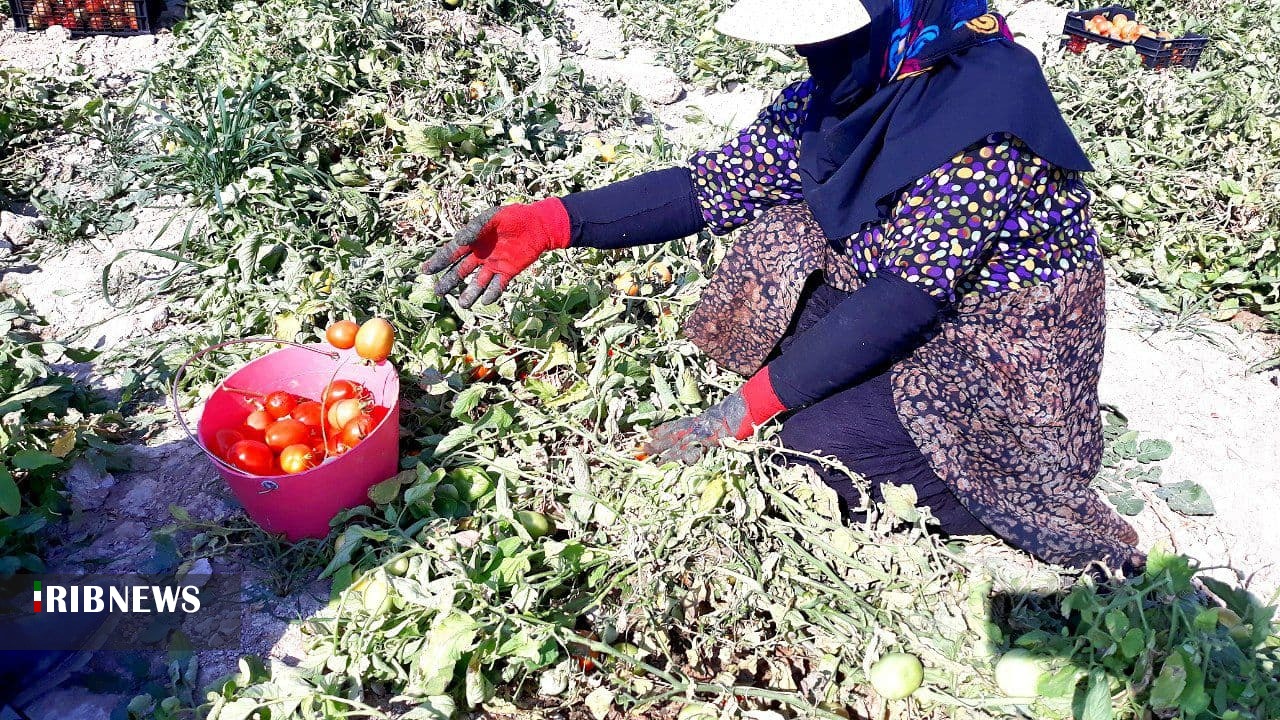 پیش‌بینی برداشت ۵۸۰ هزار تن گوجه‌فرنگی در استان بوشهر