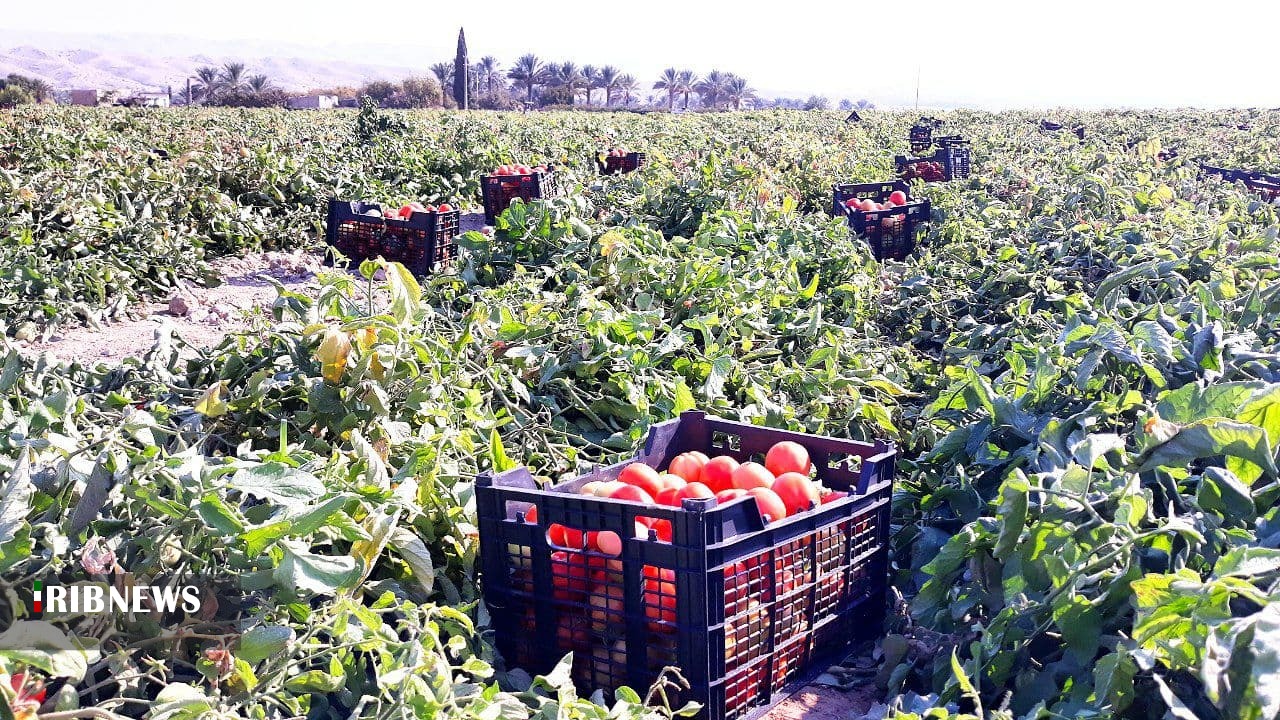 پیش‌بینی برداشت ۵۸۰ هزار تن گوجه‌فرنگی در استان بوشهر