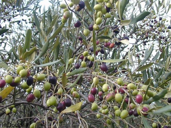 زیتون، از محصول لوکس تا خوراک احشام زیتون، از محصول لوکس تا خوراک احشام