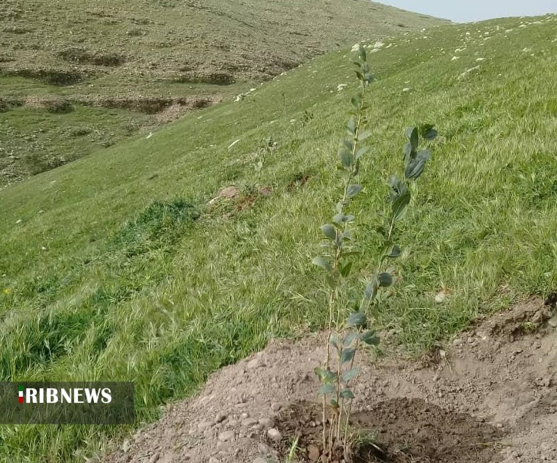 درختان کُنار و بادام در قلعه شاداب دزفول قد علم می‌کنند