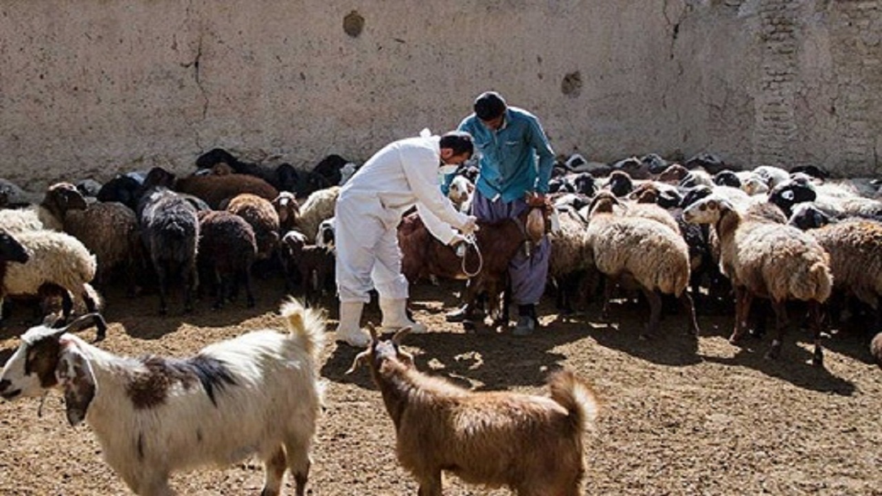 آبله توان رویایی با دام‌ها در گتوند را ندارد