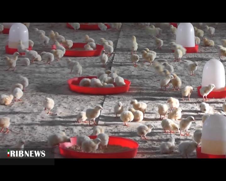 راه اندازی مجدد مرغداری گوشتی راه اندازی مجدد مرغداری گوشتی