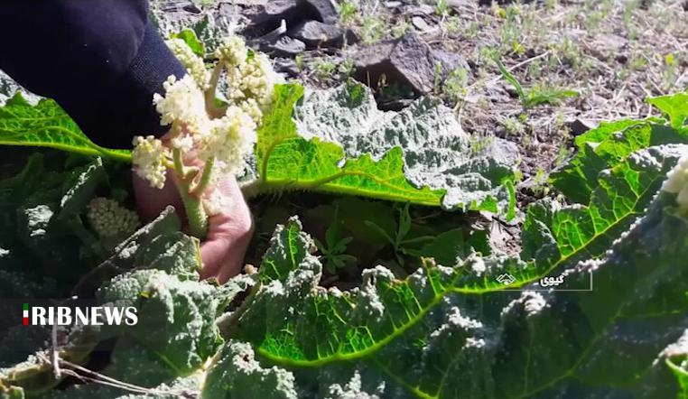 خوردن این گیاه چربی را می سوزاند و چین و چرک را از بین می برد