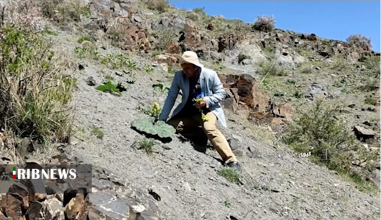 خوردن این گیاه چربی را می سوزاند و چین و چرک را از بین می برد
