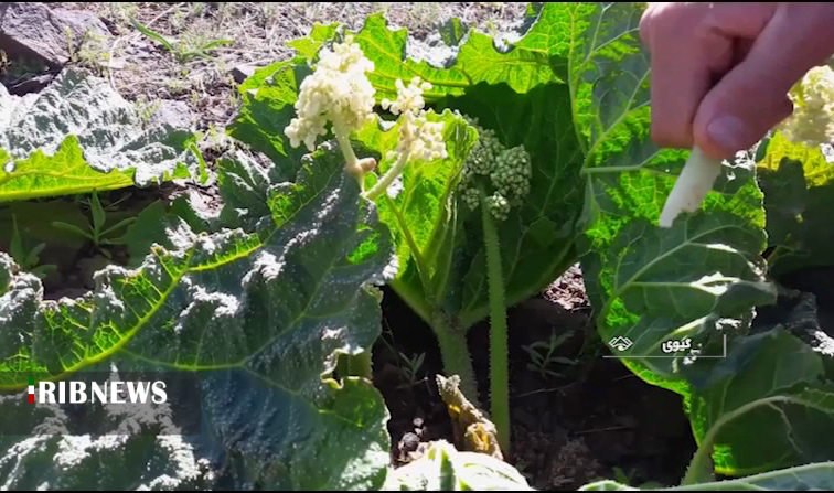 خوردن این گیاه چربی را می سوزاند و چین و چرک را از بین می برد