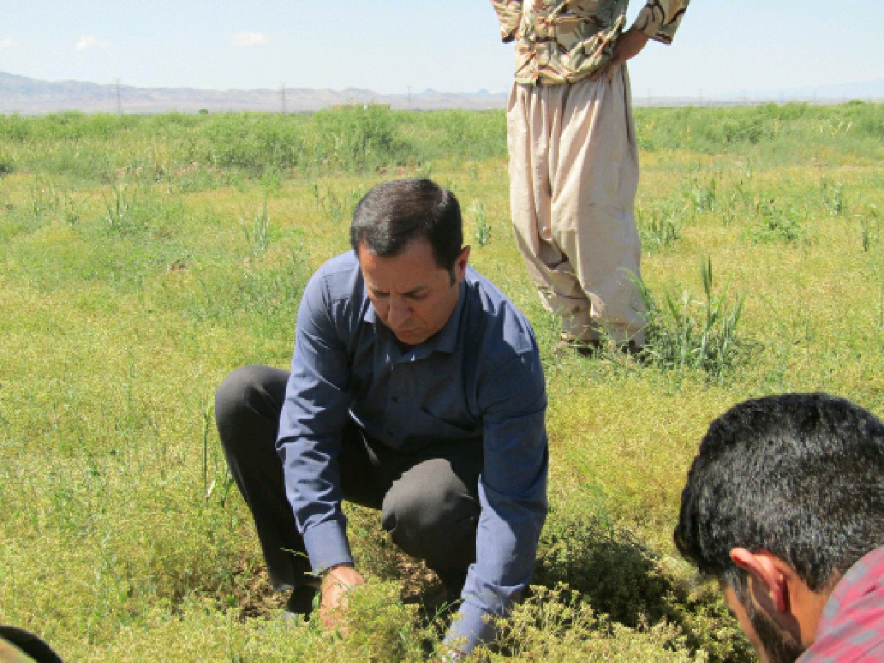 برداشت زیره از مزارع شهرستان خوشاب