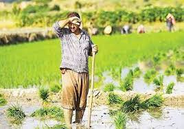 تاثیر کاهش آب بر کشت تابستانه درخوزستان