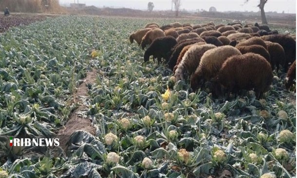 رمز گشایی از کلاف سردر گم کمبود نهاده های دامی