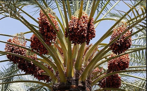 خوزستان در جایگاه نخست صادرات خرمای کشور