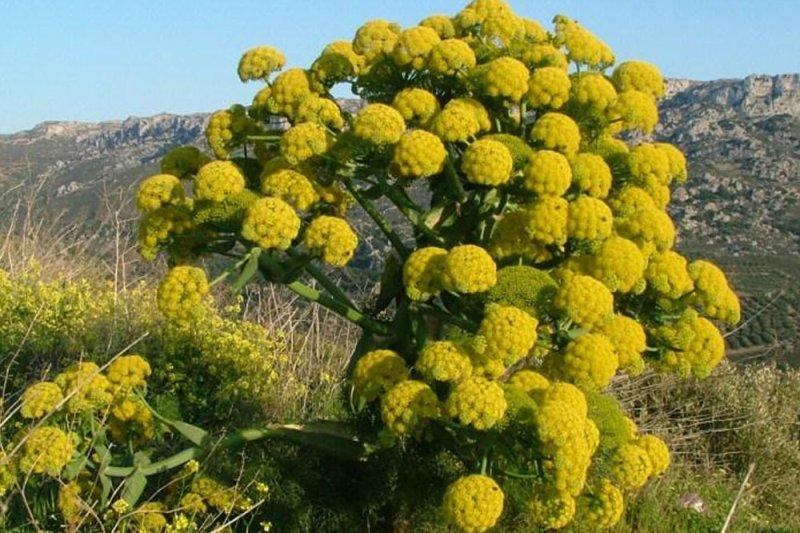 درمان ضعف معده با گیاه باریجه