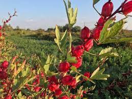 رشد ۵ برابری کشت چای ترش در خوزستان