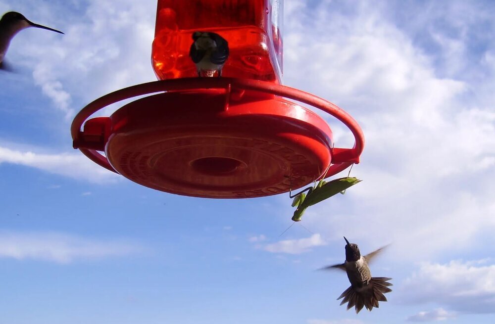 مانتیس ، ترسناکترین حشره شکارچی ترسناکترین حشره شکارچی