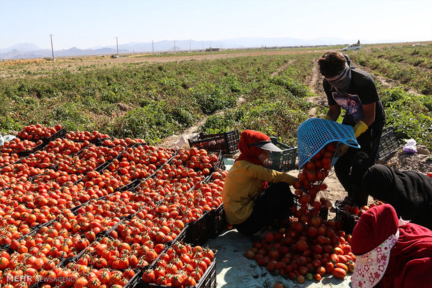 اشتباه استراتژیک کشاورزان استان قزوین در کشت بی رویه گوجه فرنگی