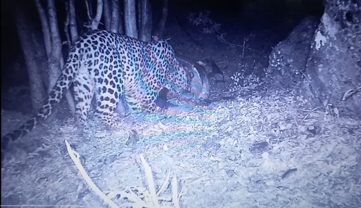 مشاهده چند باره پلنگ در اشکورات رودسر