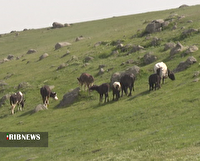 خشکسالی و چرای زود هنگامِ دام، بلای جانِ ییلاقات اردبیل