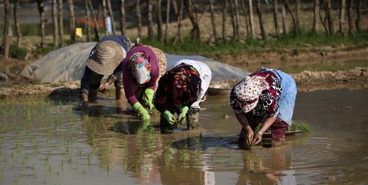 افزایش ۲۰ درصدی حقوق مستمری بگیران صندوق بیمه اجتماعی کشاورزان