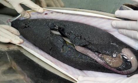 ارزآوری حدود ۵ میلیون دلاری با صادرات خاویار تولیدی گیلان