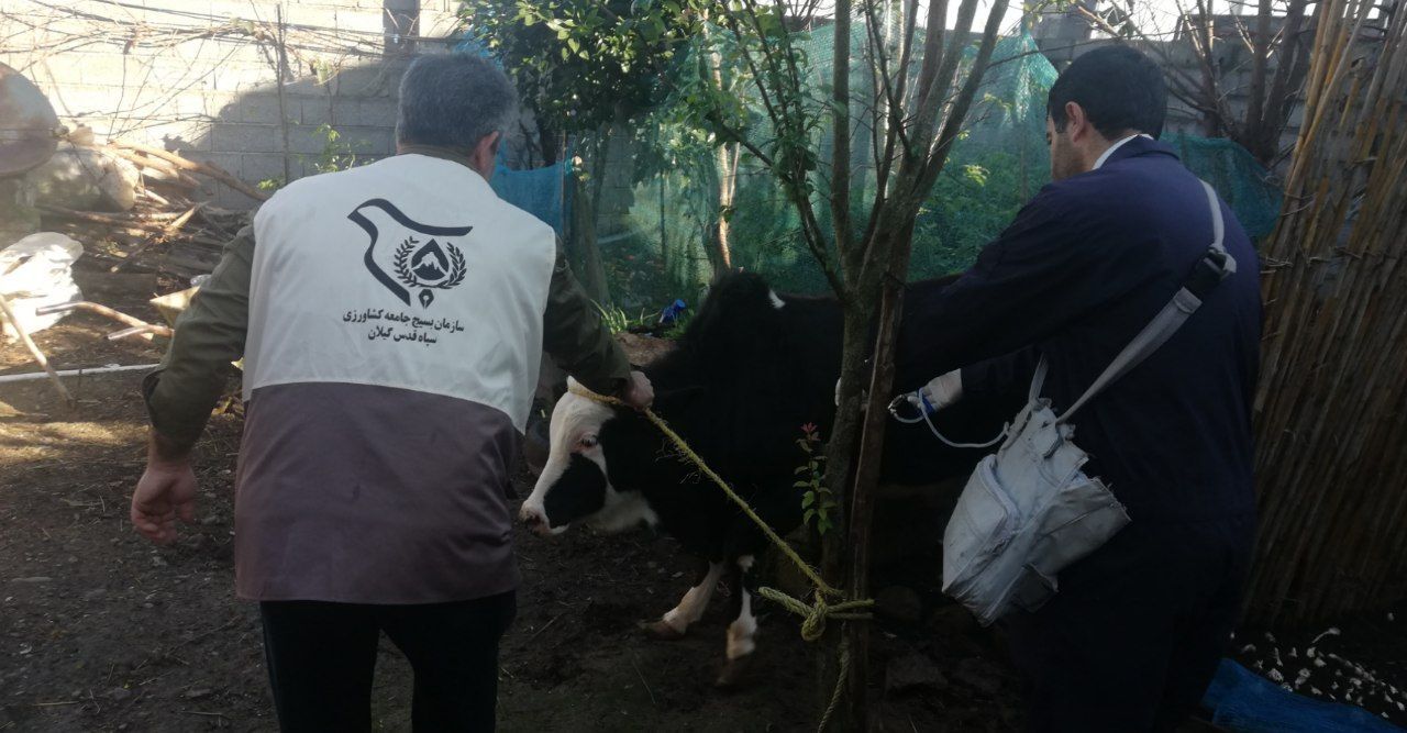 ادامه واکسیناسیون و معاینه‌ی رایگان دام‌ها در مناطق روستایی گیلان+گزارش