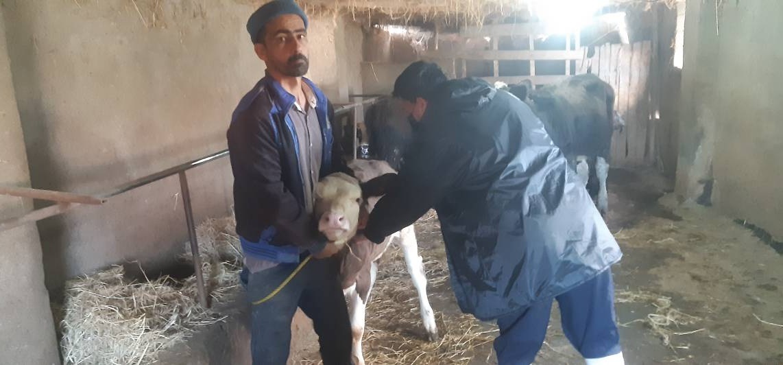 خدمات رایگان دامپزشکی در روستاهای گیلان خدمات رایگان دامپزشکی در روستاهای گیلان