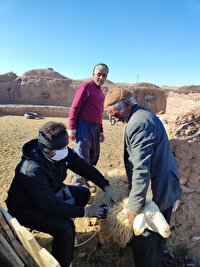 واکسیناسیون هشت هزار دام سبک در شش روستای شهرستان فردوس در یک روز