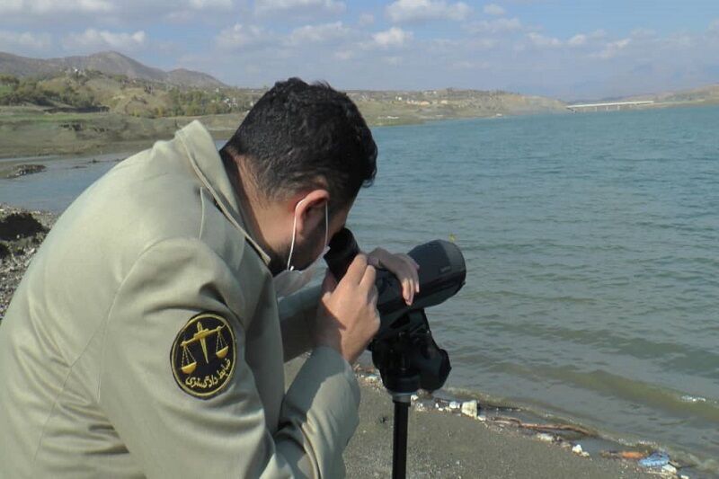 آغاز سرشماری زمستانی پرندگان در نقده