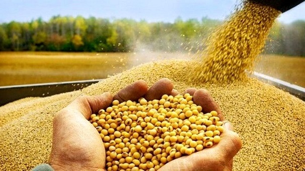 پرداخت ۱۹۵ میلیارد تومان از مطالبات سویاکاران استان گلستان پرداخت ۱۹۵ میلیارد تومان از مطالبات سویاکاران استان گلستان