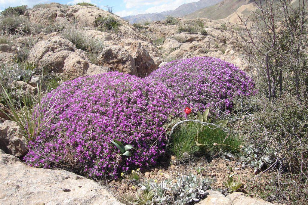 ۱۱۰ نوع گیاه گون در زنجان وجود دارد