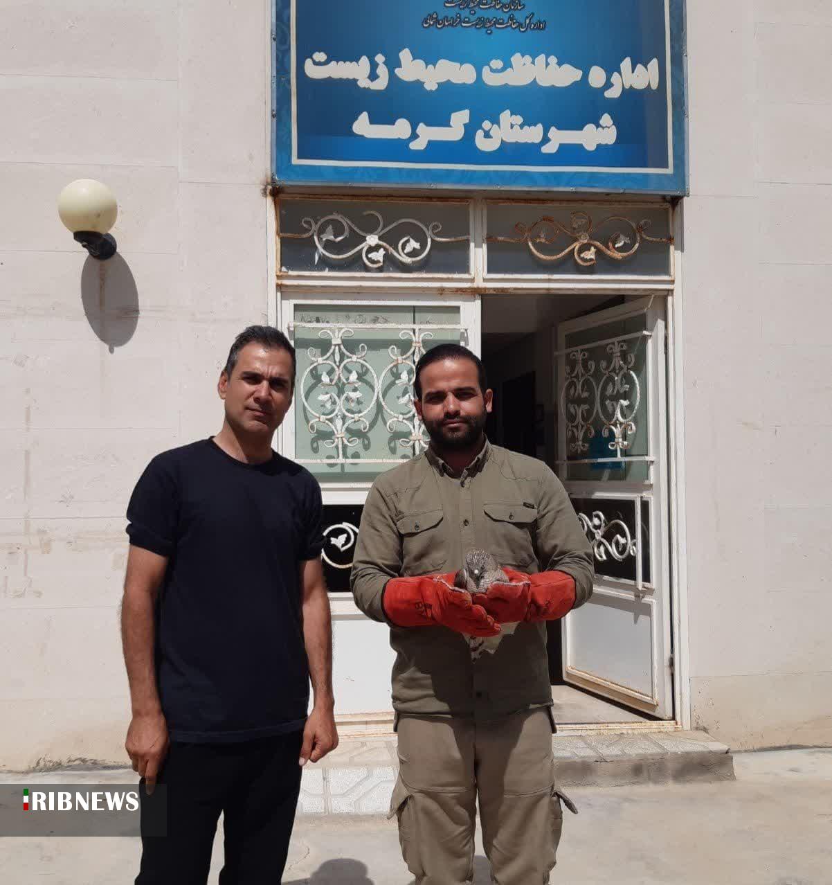 تحویل یک بهله قرقی به اداره حفاظت محیط زیست گرمه تحویل یک بهله قرقی به اداره حفاظت محیط زیست گرمه