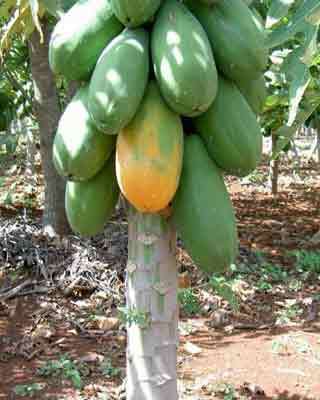 آشنایی با پرورش پاپایا در دزفول آشنایی با پرورش پاپایا در دزفول