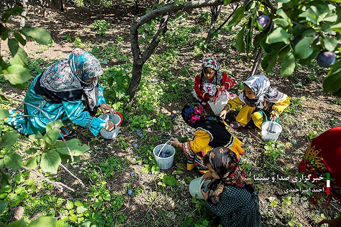 برداشت محصول آلو از باغات شهمیرزاد سمنان