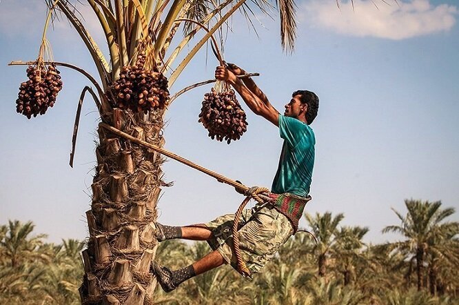 پیش بینی برداشت بیش از ۱۰۰ هزار تن خرما در شادگان