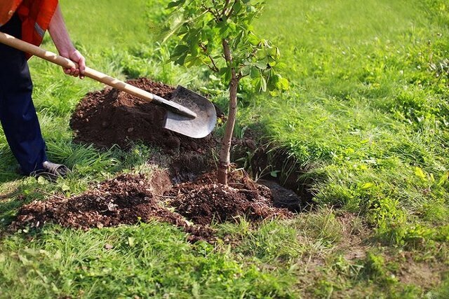 کاشت ۲ هزار اصله نهال درخت در کوی لور اندیمشک