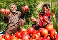 برگزاری جشنواره انار در پاوه