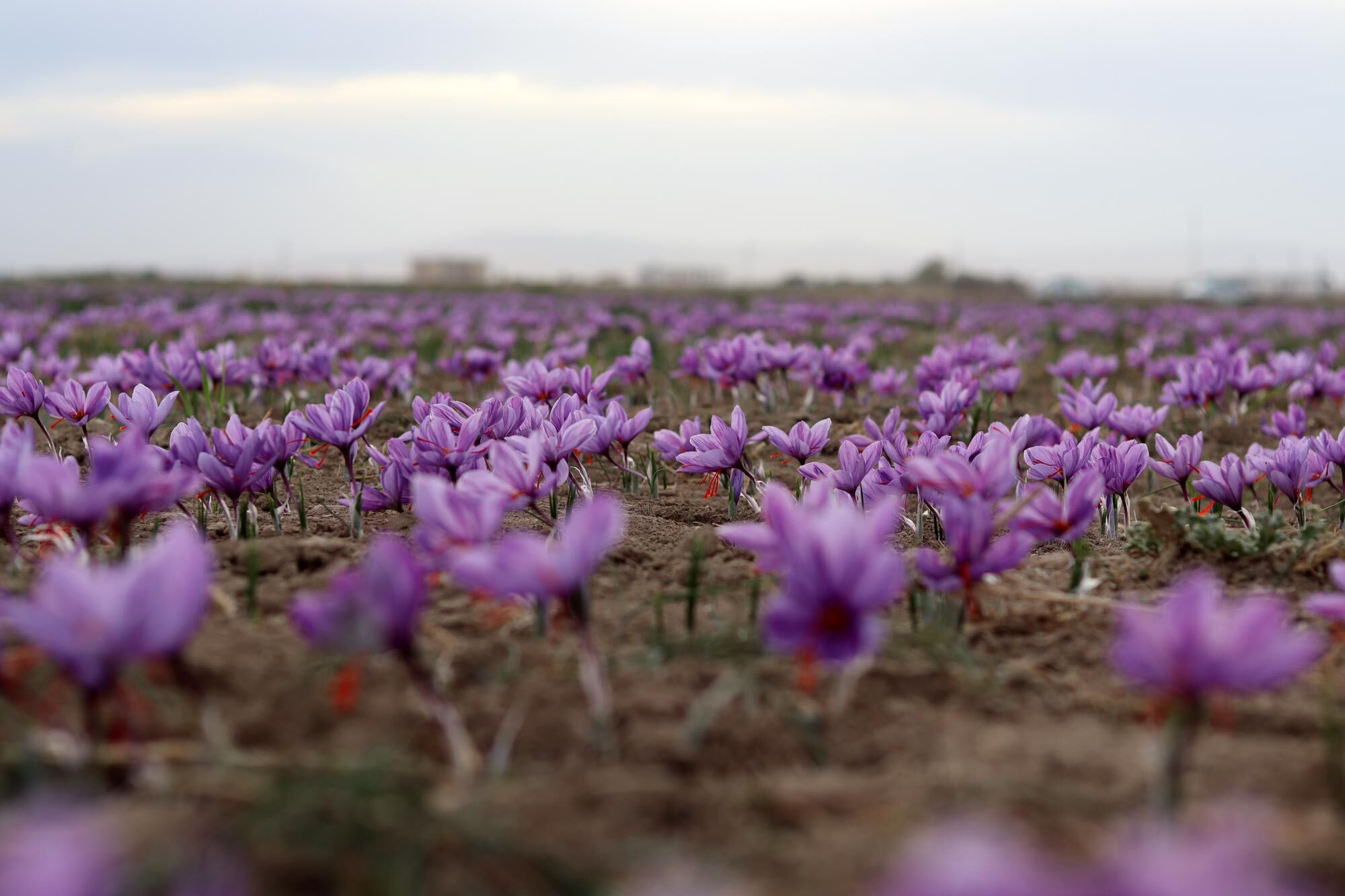 افزایش ۲۵ درصدی برداشت زعفران در خراسان جنوبی