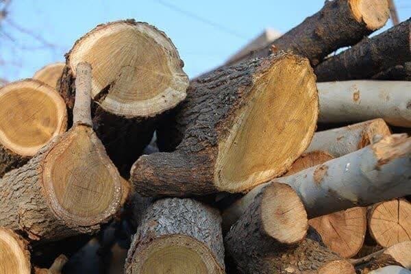 قاچاق چوب در بوکان با همراهی مردم محلی قاچاق چوب در بوکان با همراهی مردم محلی