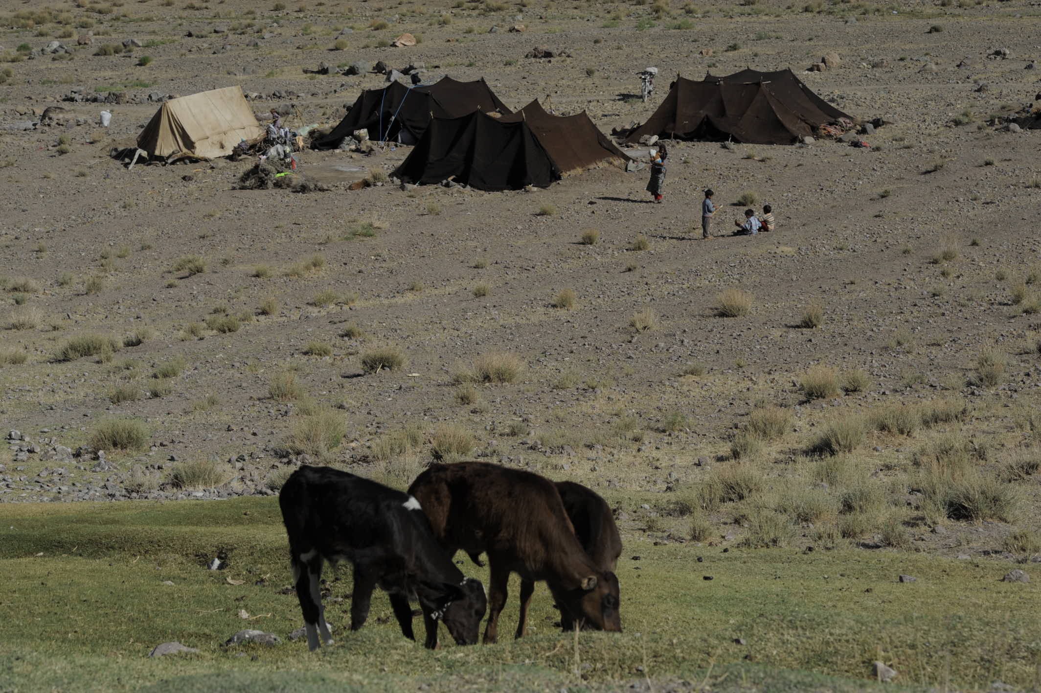 کوچ بهاره عشایر خراسان جنوبی کوچ بهاره عشایر خراسان جنوبی