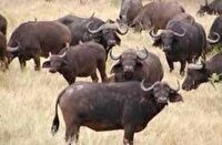 بهره برداری از مجتمع گاومیش داری صنعتی شیری در شوش