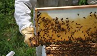 افت ۲۰ درصدی تولید عسل در مهاباد