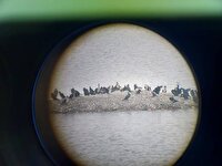 پایش آنفلوآنزای فوق‌حاد پرندگان در حوزه سد سردشت و رودخانه زاب