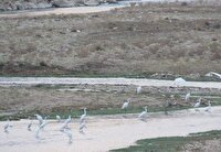 اجرای پایش آنفلوانزای فوق‌حاد پرندگان درحوزه سد سردشت و رودخانه زاب