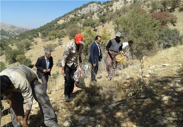 کمای، از سفرههای محلی تا بازارهای جهانی کمای، از سفرههای محلی تا بازارهای جهانی