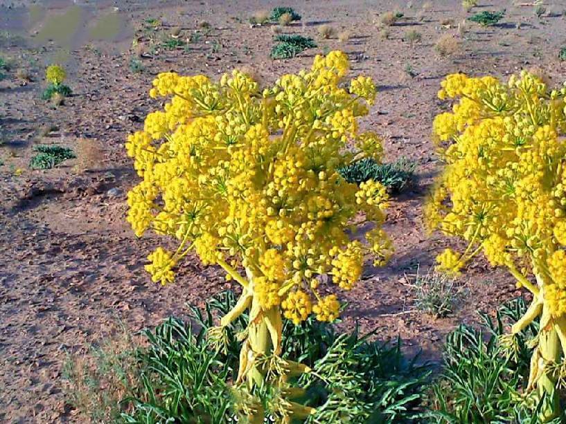 کمای، از سفرههای محلی تا بازارهای جهانی کمای، از سفرههای محلی تا بازارهای جهانی