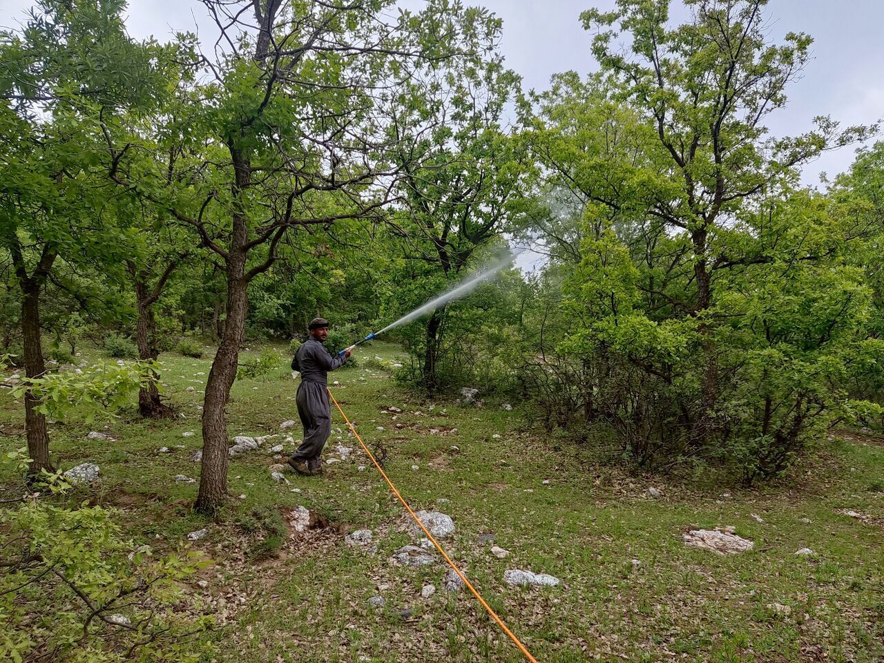 محلولپاشی ۶۵۰ هکتار از جنگلهای بلوط سردشت علیه آفت جوانهخوار محلولپاشی ۶۵۰ هکتار از جنگلهای بلوط سردشت علیه آفت جوانهخوار