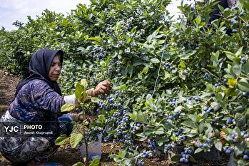 قلم دوربین/۲۰ خرداد ۱۴۰۴/بسته خبری